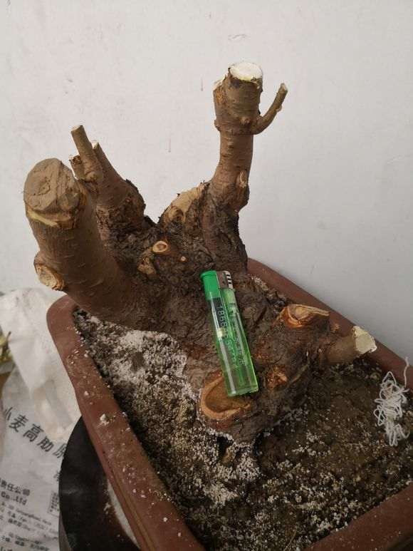 挖的榆树下山桩疙瘩