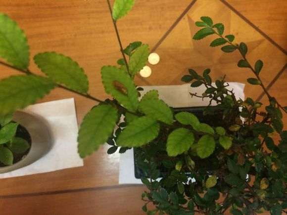 榆树盆景的新叶子怎么那么大