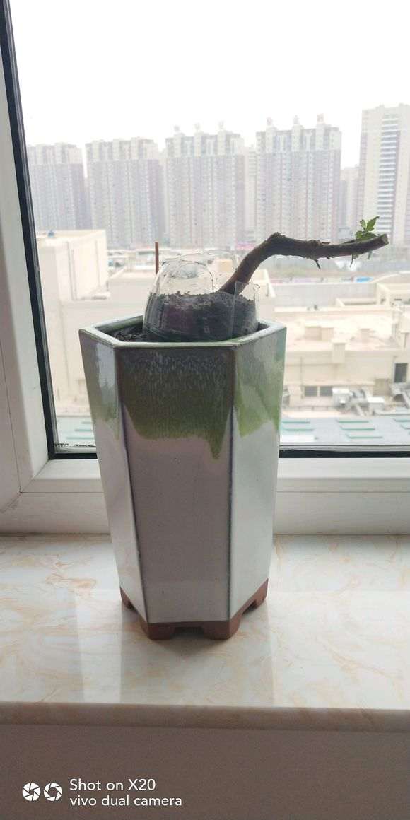 小榆树下山桩的盆景养成记