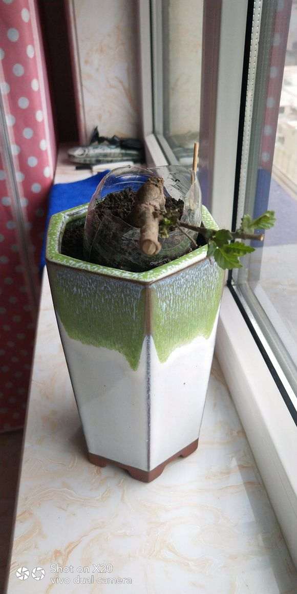 小榆树下山桩的盆景养成记