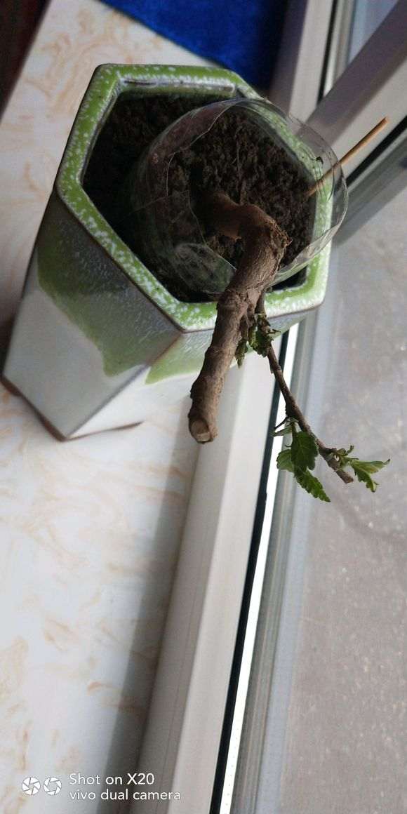 小榆树下山桩的盆景养成记