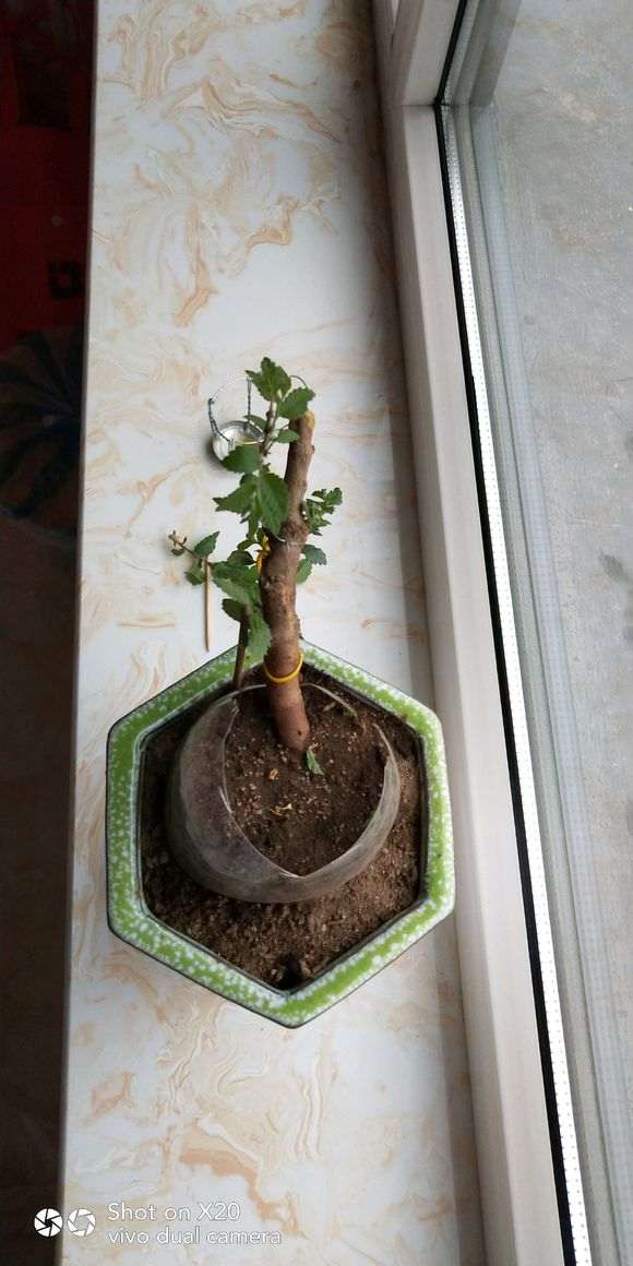 小榆树下山桩的盆景养成记