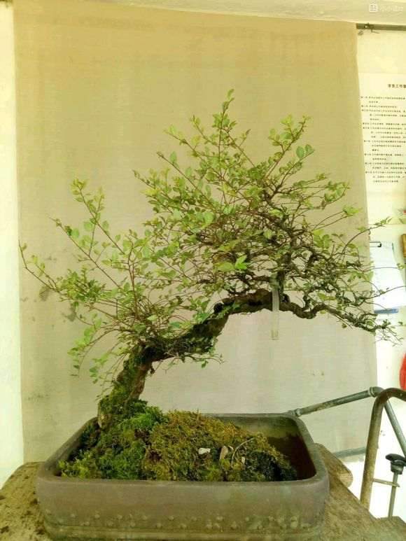 20年的榆树盆景现在换盆 重新制作