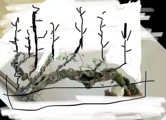 20年的榆树盆景现在换盆 重新制作