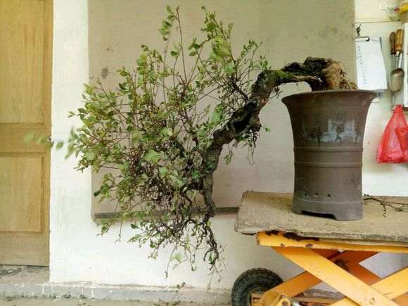 20年的榆树盆景现在换盆 重新制作