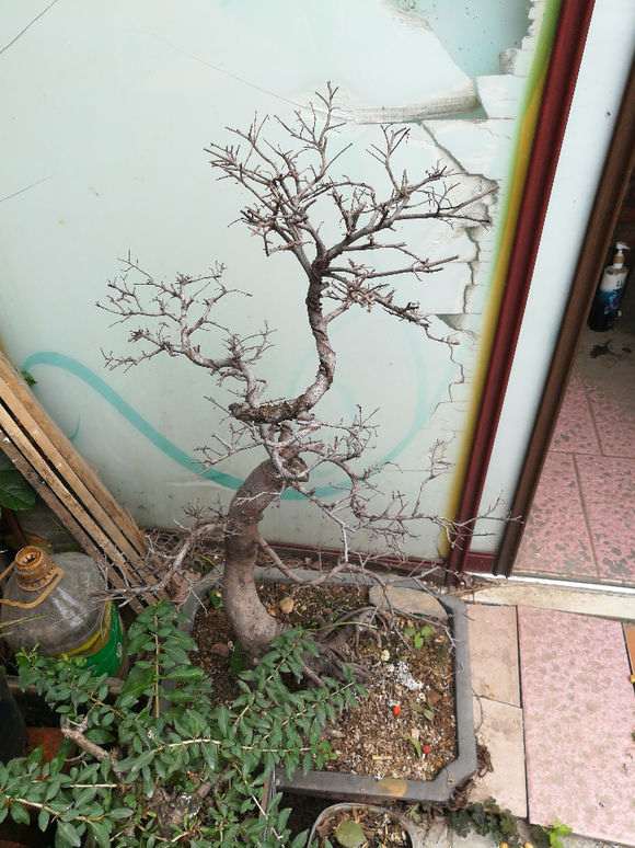 小叶榆树盆景怎么还没长叶 怎么办