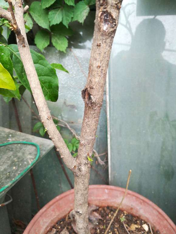 小叶榆树盆景怎么还没长叶 怎么办