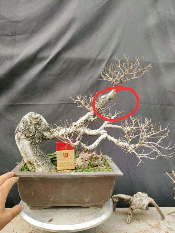 挖了几颗榆树下山桩怎么浇定根水
