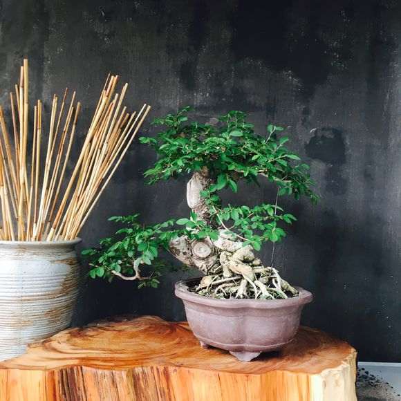 这颗榆树盆景价格多少钱啊