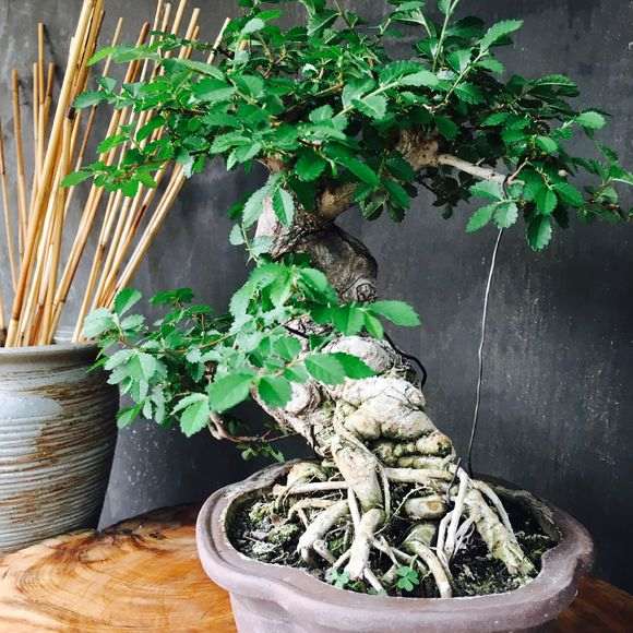 这颗榆树盆景价格多少钱啊