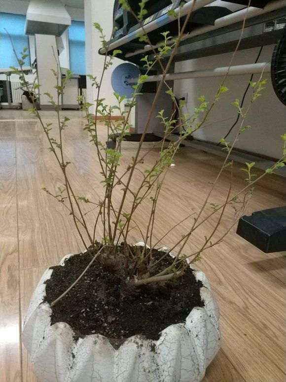 这颗榆树盆景价格多少钱啊