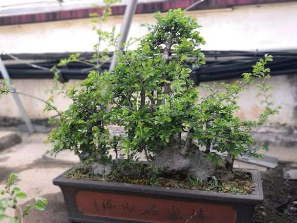 修剪了一棵榆树盆景