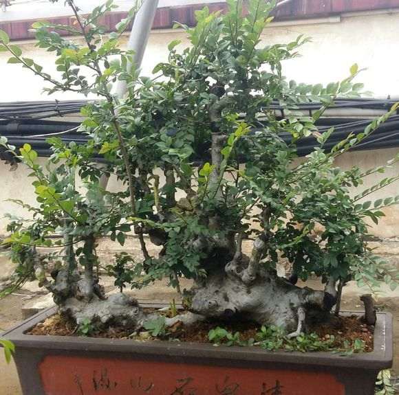 修剪了一棵榆树盆景
