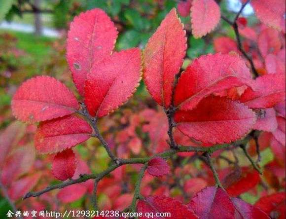 谁知道这是什么榆树盆景