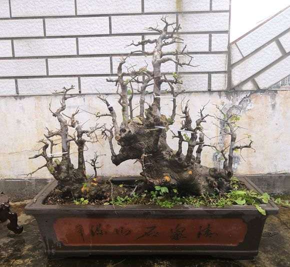 谁知道这是什么榆树盆景