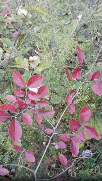 谁知道这是什么榆树盆景