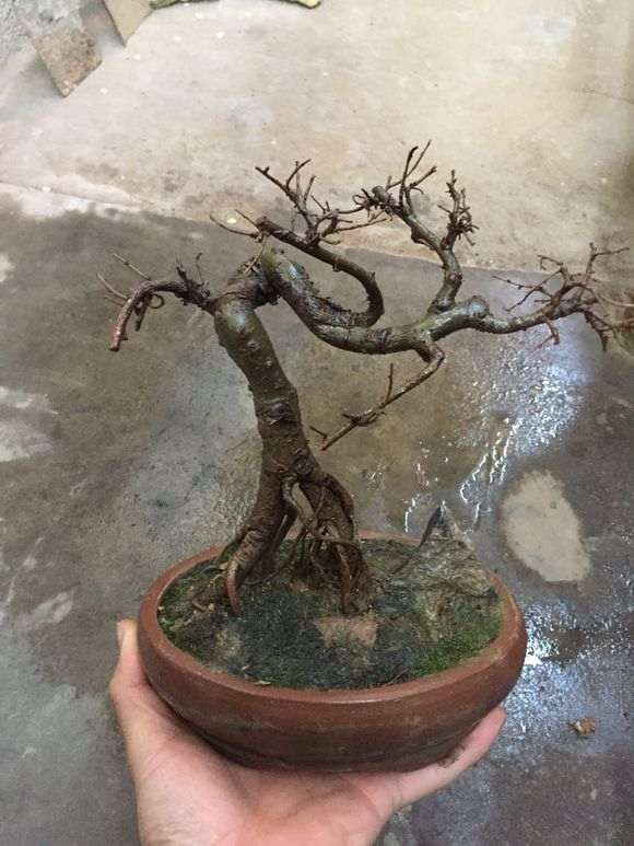 榆树下山桩