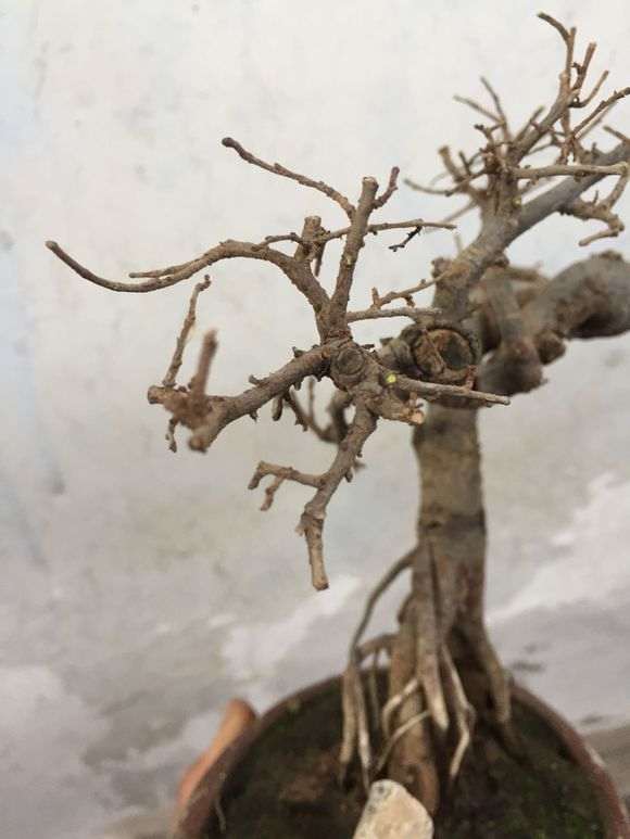 榆树下山桩