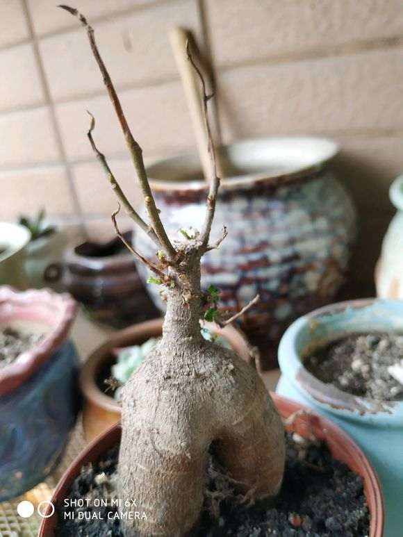 榆树下山桩