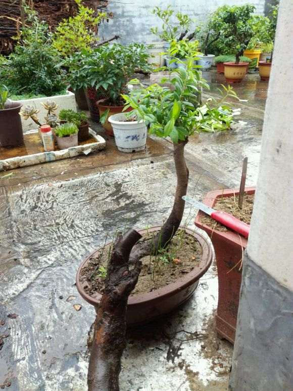 榆树下山桩种下2个月 不发芽 要套袋