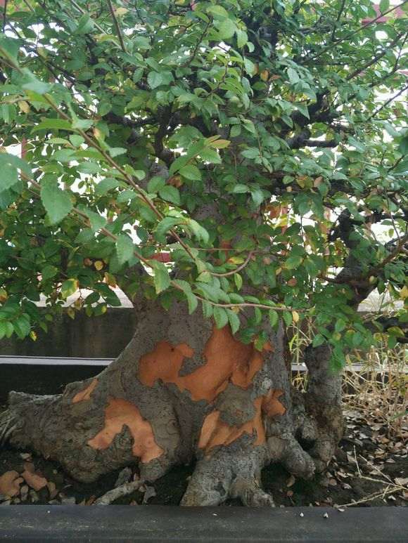 榆树盆景脱皮了 怎么回事