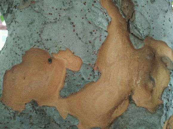 我来谈榆树下山桩怎么沙土栽培