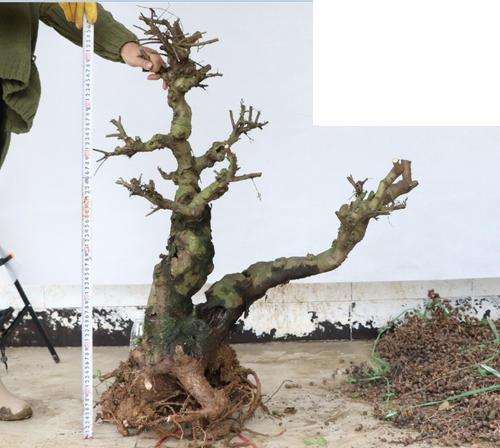 我来谈榆树下山桩怎么沙土栽培