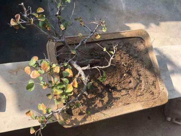 榆树下山桩栽后不能马上浇水 易跑浆