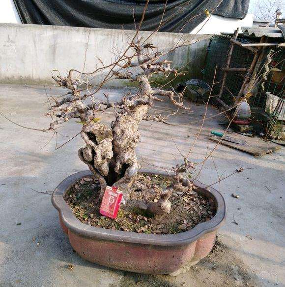 榆树下山桩用什么肥最好