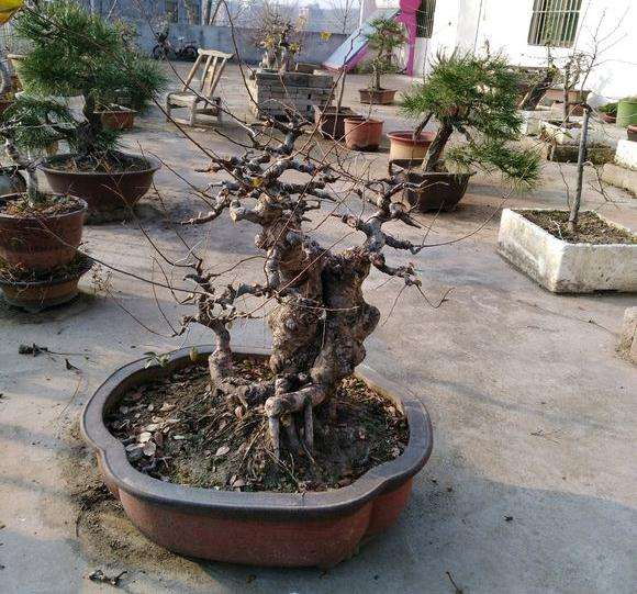 榆树下山桩用什么肥最好