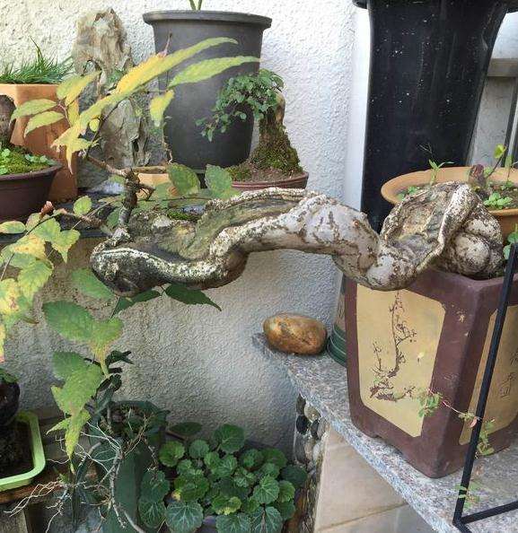 榆树下山桩跑浆后怎么套袋封口的方法