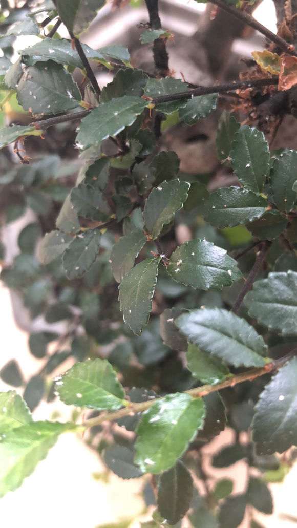 榆树下山桩叶子上好多小虫 怎么办