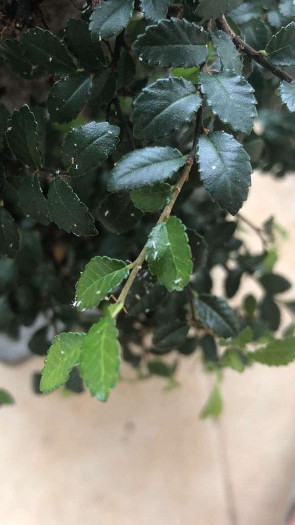 榆树下山桩叶子上好多小虫 怎么办