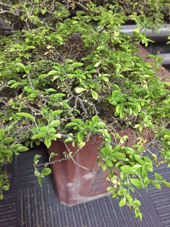 榆树盆景新发叶子发黄脱落 怎么办