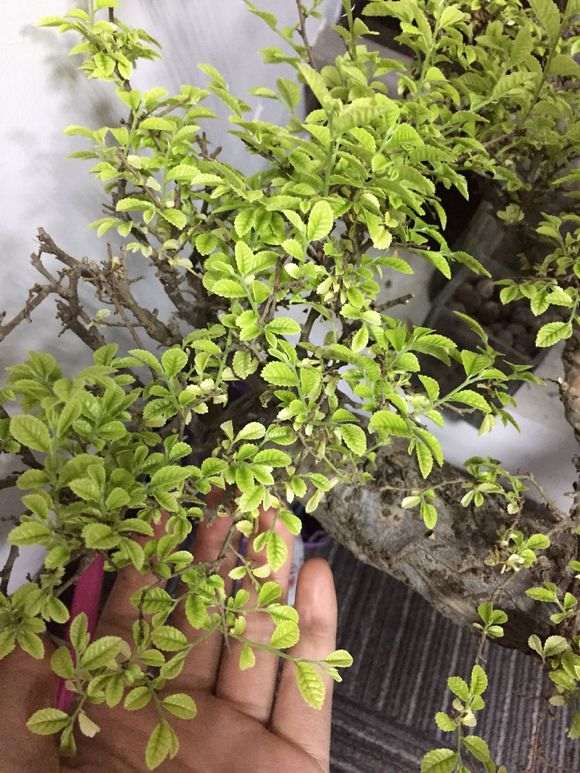 榆树盆景新发叶子发黄脱落 怎么办