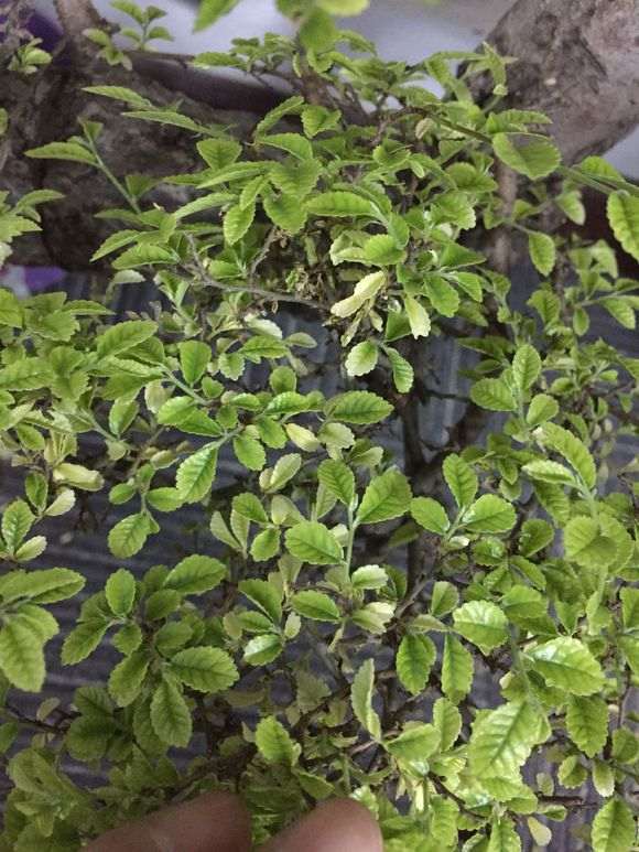 榆树盆景新发叶子发黄脱落 怎么办