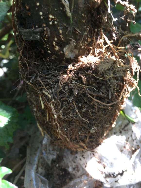 榆树盆景高压怎么制作成功的方法