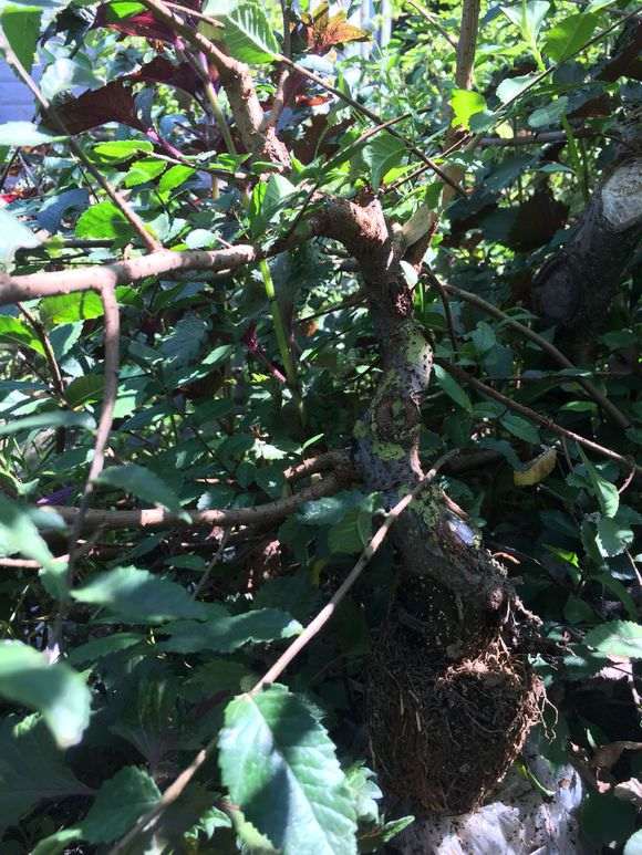 榆树盆景高压怎么制作成功的方法