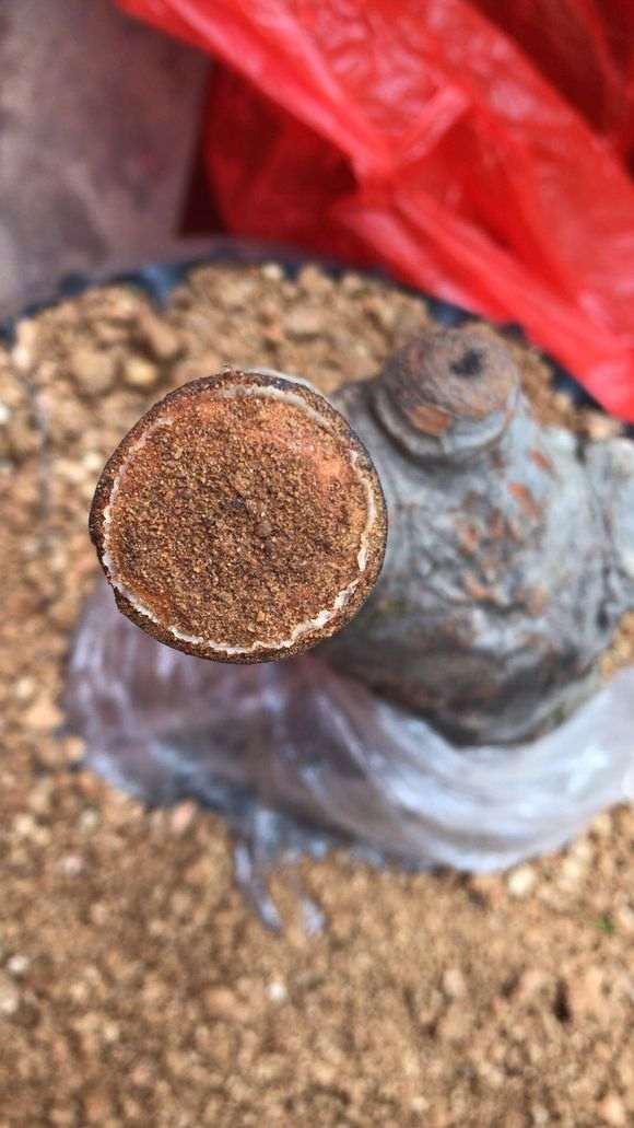 榆树下山桩是怎么了 跑浆了 还是愈合伤口