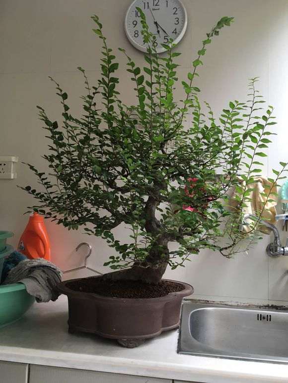 榔榆盆景怎么修剪换盆的方法