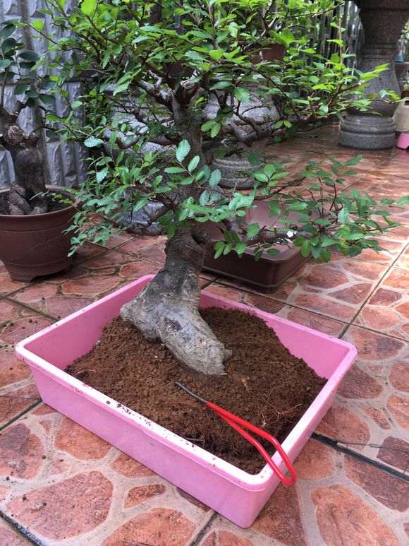榔榆盆景怎么修剪换盆的方法