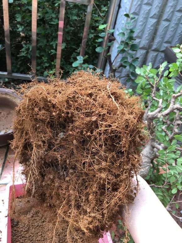 榔榆盆景怎么修剪换盆的方法