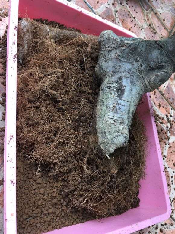 榔榆盆景怎么修剪换盆的方法