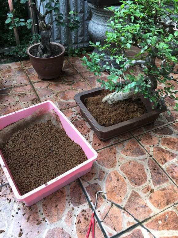 榔榆盆景怎么修剪换盆的方法