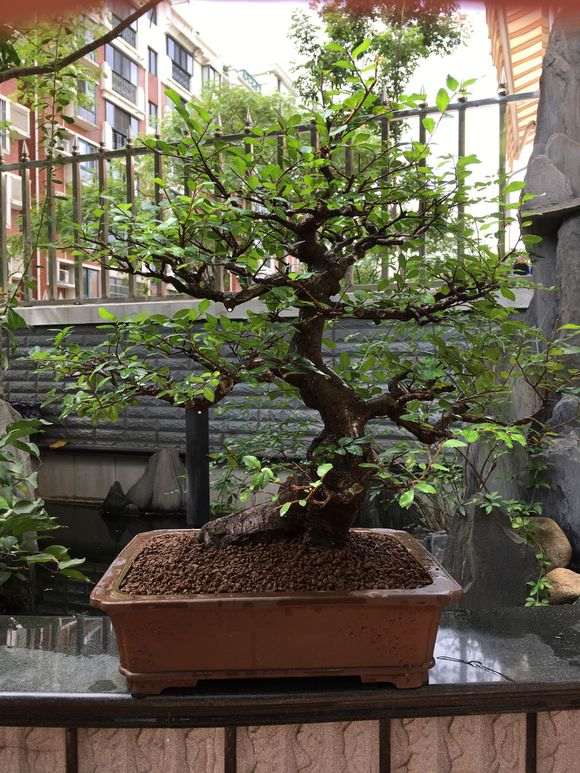 榔榆盆景怎么修剪换盆的方法