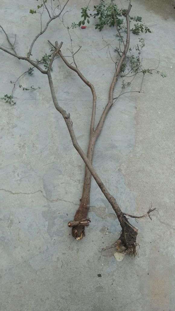 刚挖的榆树下山桩能怎么套袋种植