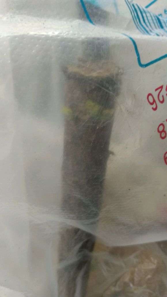 刚挖的榆树下山桩能怎么套袋种植