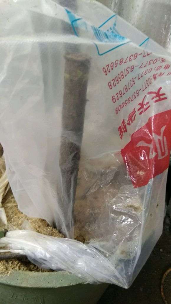 刚挖的榆树下山桩能怎么套袋种植