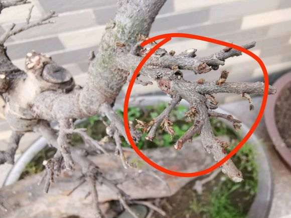 榆树盆景上盆三年 今天突然发芽开叶了