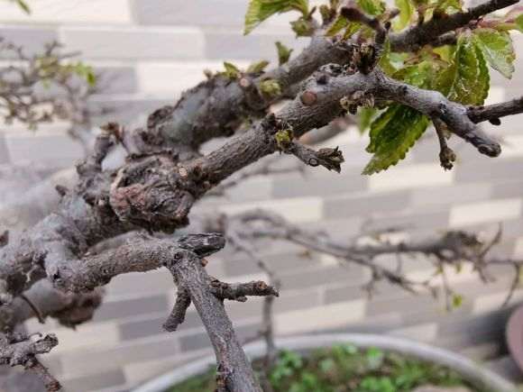 榆树盆景上盆三年 今天突然发芽开叶了